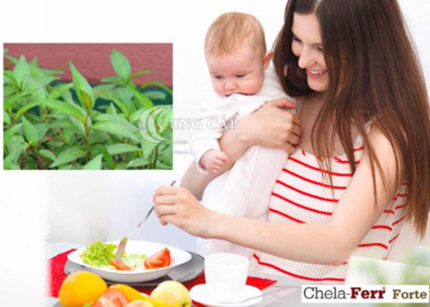 Các mẹ ơi! Sau sinh ăn rau răm được không?