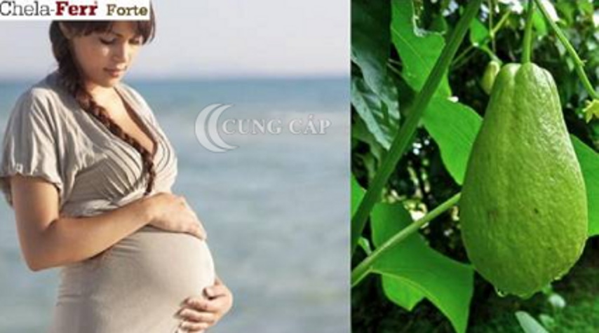 Bà bầu ăn quả su su có tốt không?